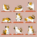 CatYoga_small.jpg